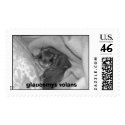Glaucomys Volans postage by jaruvdirt Glaucomys Volans postage