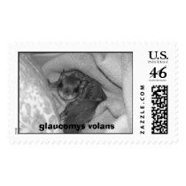 Glaucomys Volans postage by jaruvdirt Glaucomys Volans postage