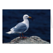 Glaucous Gull Cards