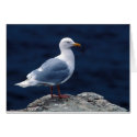 Glaucous Gull cards