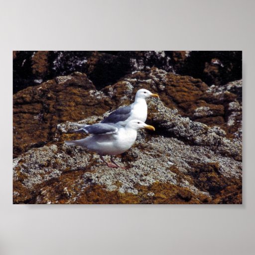 Glaucous-winged Gulls Poster
