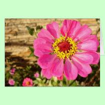 Glebe Reading Garden: Bright Zinnia (horizontal) cards
