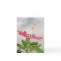 Glebe Reading Garden: Clarion cards by wendyqzx Glebe Reading Garden: Clarion cards