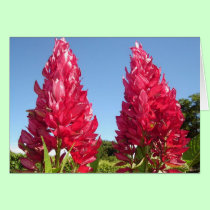 Glebe Reading Garden: Double Flame Flower cards