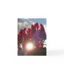 Glebe Reading Garden: Flame Flowers at Sunset cards by wendyqzx Glebe Reading Garden: Flame Flowers at Sunset cards
