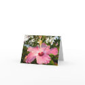 Glebe Reading Garden: Hibiscus cards by wendyqzx Glebe Reading Garden: Hibiscus cards