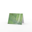 Glebe Reading Garden: Leaves cards by wendyqzx Glebe Reading Garden: Leaves cards