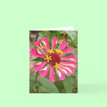 Glebe Reading Garden: Multicolor Zinnia cards