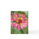 Glebe Reading Garden: Multicolor Zinnia cards by wendyqzx Glebe Reading Garden: Multicolor Zinnia cards
