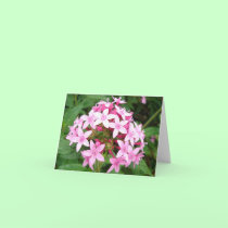 Glebe Reading Garden: Pink Bouquet cards
