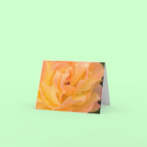 Glebe Reading Garden: Raindrops on Roses cards