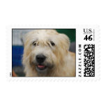 Glen of Imaal Terrier Postage Stamp