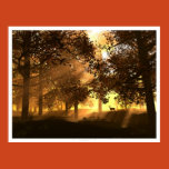 glenwood, deer, digitalblasphemy, sunlight,