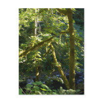 Glimpse Upstream postcards