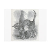 Glimpses of the Animate World - An Affectionate Ca Postcards