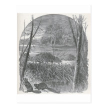 Glimpses of the Animate World - Beaver Dam Postcard
