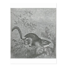 Glimpses of the Animate World - Chipmunk Post Card