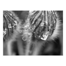 Glistening Crocuses Photograph