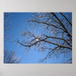 Glittering Ice and Snow Covered Trees Poster