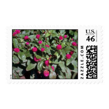 Globe Amaranth (Gomphrena Globosa) flowers Postage Stamps