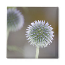 Globe Thistle Magnet