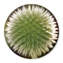 Globe Thistle Magnet by pulsDesign Globe Thistle Magnet