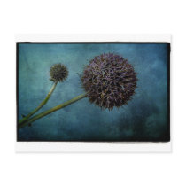 Globe Thistle Postcard