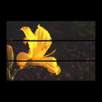 gloire de matin canvas prints