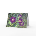 Glories cards by Tsalagi56 Glories cards