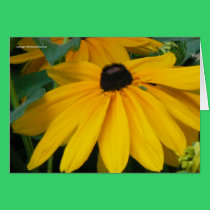 Gloriosa Daisy cards