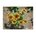 Gloriosa Daisy Postcard