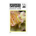 Glorious Rose postage by LorrieM Glorious Rose postage