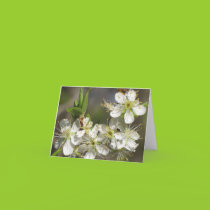 Glorious Spring Card cards