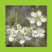 Glorious Spring Magnet