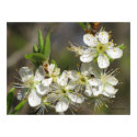 Glorious Spring Poster print
