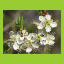 Glorious Spring Poster posters