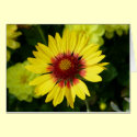 Glorious Sunshine Card