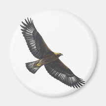 Glorius Golden Eagle Soaring Fridge Magnets