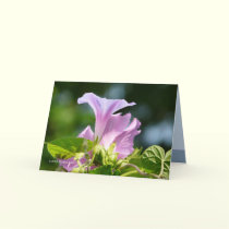 Glory of the Morning 1 cards