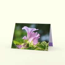Glory of the Morning 2 cards by MoiraAshleigh Glory of the Morning 2 cards