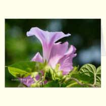 Glory of the Morning 2 cards