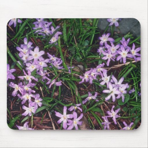 Glory Of The Snow, (Chionodoxa Luciliae) fl Mouse Pad