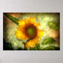 Glory (Sunflower Poster) posters