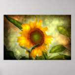 Glory (Sunflower Poster) posters