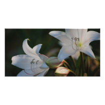 Glory To The Morning photo cards by laureenr Glory To The Morning photo cards