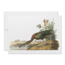 Glossy Ibis, John Audubon Announcement
