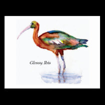 Glossy Ibis postcard postcards