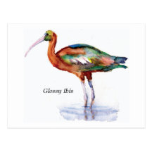 Glossy Ibis postcard