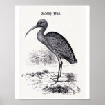 "Glossy Ibis" Vintage Illustration Posters