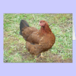 Glossy Partridge Chantceler Hen cards